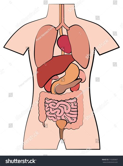 Vektor Stok Human Anatomy Internal Organs Schematic Outline Tanpa