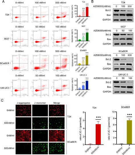 Anti Tumor Effect Of Azd8055 Against Bladder Cancer And Bladder Cancer Associated Macrophages