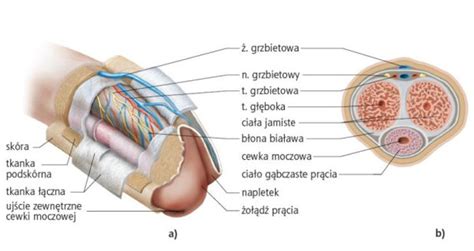Jak Jest Zbudowany Penis