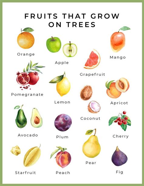 Free Printable Fruits That Grow On Trees Fruit Tree Growing