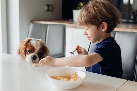 Can Dogs Eat Cereal Swi Pets