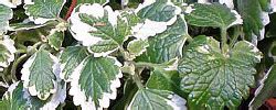 Plectranthus Coleoides O Planta Del Incienso Cuidados