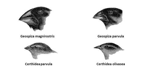 What Are Darwins Four Postulates Geeksforgeeks