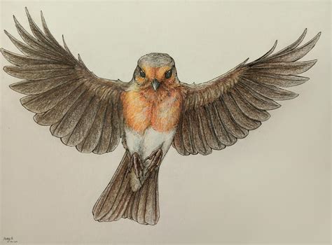 Flying Robin By Rowy16 On Deviantart