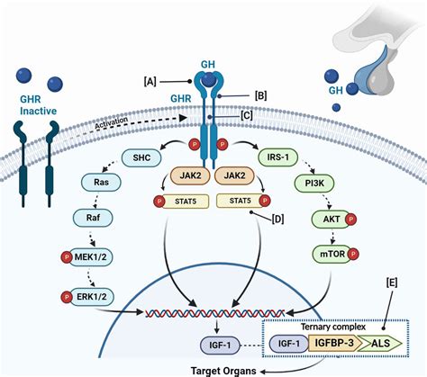 Frontiers Short Stature Related To Growth Hormone Insensitivity GHI