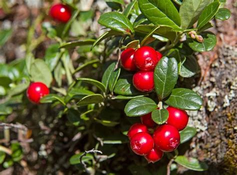 Plantation et récolte des canneberges guide complet des cranberries