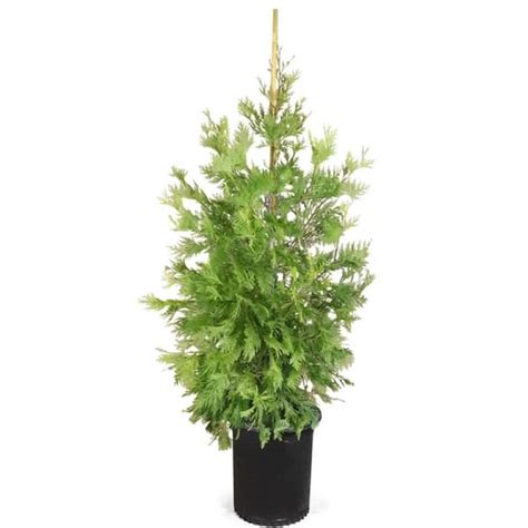 Online Orchards 5 Gal Incense Cedar Tree With Highly Fragrant Foliage