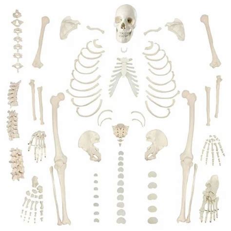 Disarticulated Human Skeleton Model At Rs Human Skeleton In