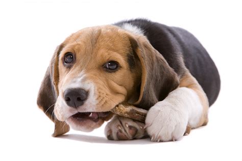 Download Dog Animal Beagle 8k Ultra HD Wallpaper