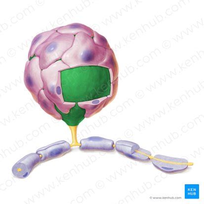 Spinalganglion Anatomie Funktion Erkrankungen Kenhub