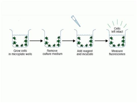 Cyquant® Nf Cell Proliferation Assay Protocol Thermo Fisher