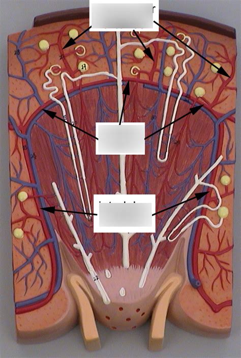 Urinary Diagram Quizlet