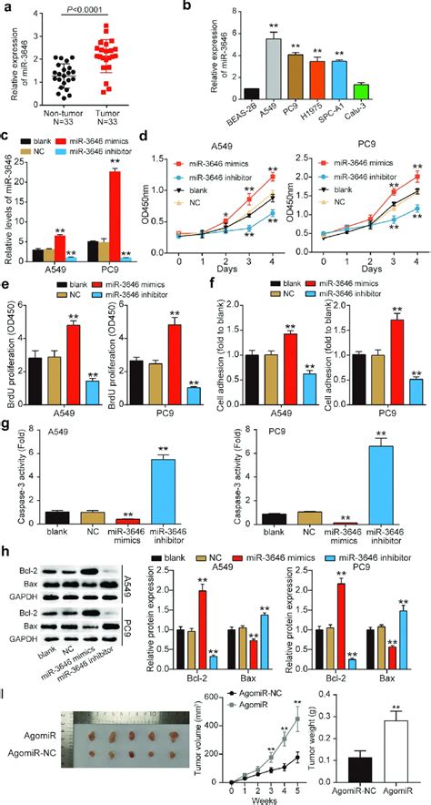 MiR 3646 Promoted The Malignant Phenotype Of LUAD Cells A MiR 3646