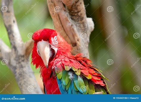 Red Ara Parrot Stock Photo Image Of Beautiful Ararauna