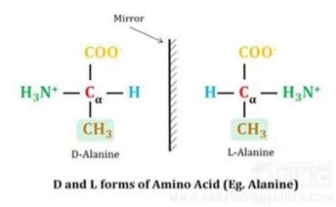 d-and-l-forms-of-amino-acids | EasyBiologyClass