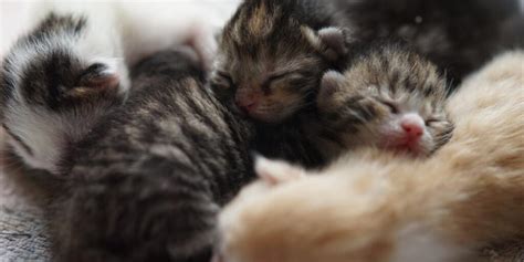 When Do Kittens Open Their Eyes A Guide For Newborn Kittens