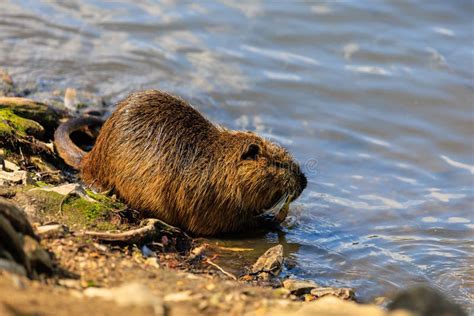 Nutria on the Banks of the Vltava River in Prague the Capital of the ...