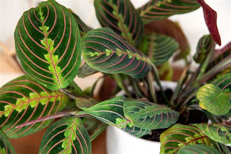 Prayer Plant Care Growing Guide