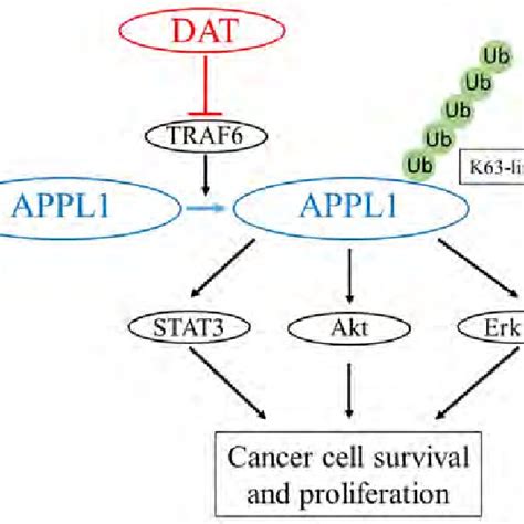 A Schematic Diagram Of Mechanism Underlying Dat Action On Hepg Cell