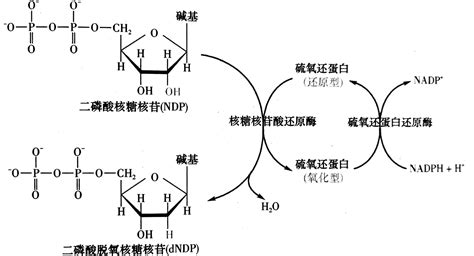 Nadph 和 Nadh 是什么？ 知乎