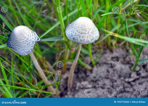 Mushroom Growing On Cow Dung Stock Photo Image Of Mushrooms