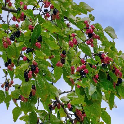 Giant (Black) Fruiting Mulberry Tree - Bob Wells Nursery - U.S. Shipping