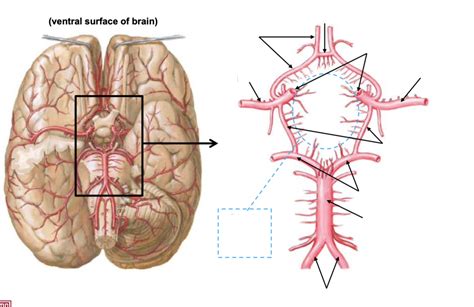 Arteries Of Brain Circle Of Willis Diagram Quizlet