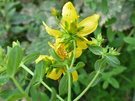 Photographs Of Hypericum Perforatum Uk Wildflowers Dotted Leaves