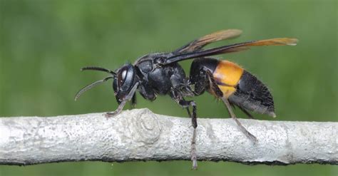 Hornet Insect Facts A Z Animals