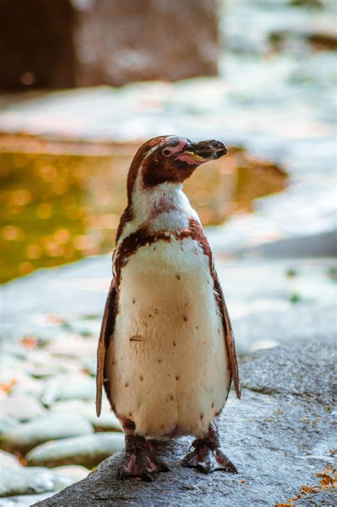 Emperor Penguin With Wings Sapread · Free Stock Photo