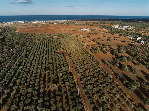 "Olive Tree Farm From Above; Drone View Of Olive Tree Plantation" by ...