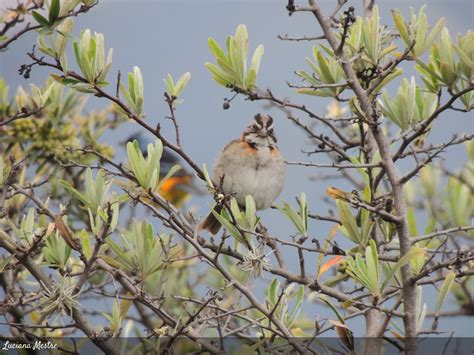 Zonotrichia Capensis Aves Fin Del Mundo Tierra Del Fuego Ushuaia