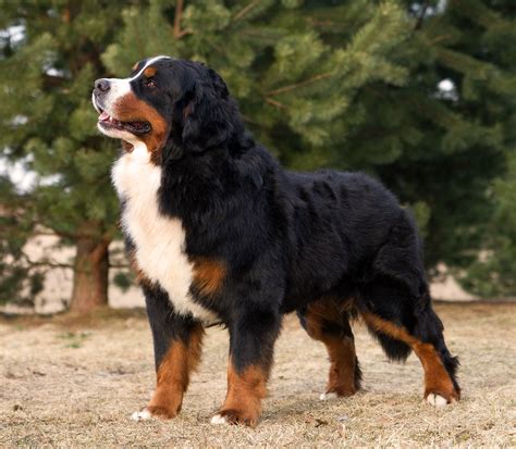 Berner Sennenhund Rasseportrait HUNTER Magazin