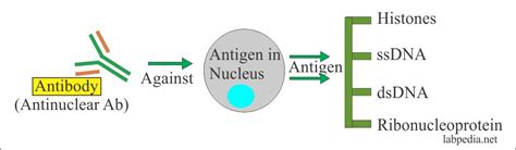 Anti Dna Anti Double Stranded Dna Antibodies Anti Ds Dna Ab