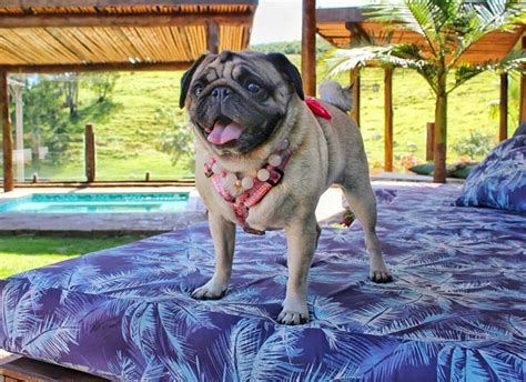 Pousada Que Aceita Pet - Pousada para pets — que aceita humanos — fatura R$ 1,8 milhão e cresce ...