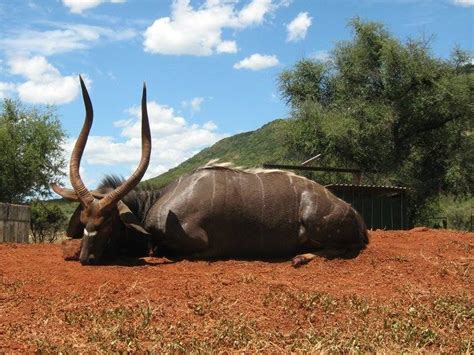 Kok And Seyffert Big Game Hunting Species List Nyala