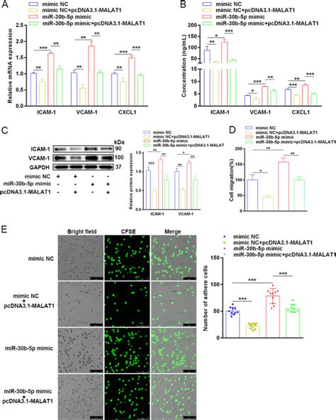 Lncrna Malat Suppresses Monocyte Endothelial Cell Interactions By