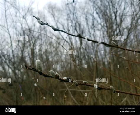 Pussy Willow Salix Discolor Plantae Stock Photo Alamy