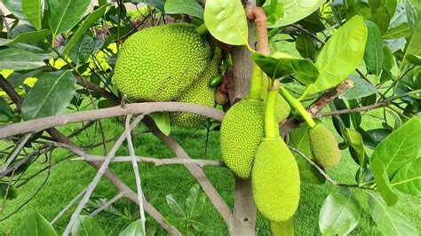 Vietnam Super Early Jackfruit Early Crop Variety 7075858499 Youtube