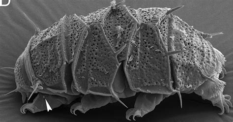 Everything You Need And Want To Know About Tardigrades