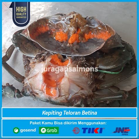 Jual Mud Crab Teloran Kepiting Bakau Jumbo 1 Kg Isi 2 3 Ekor Betina