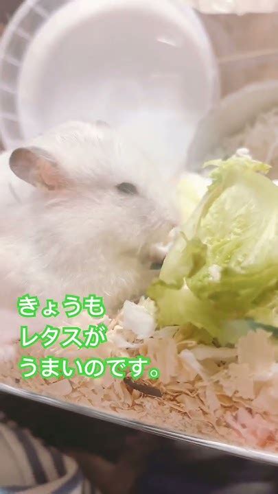 Goldenhamster ハム太郎 ハムチャンネル Asmr ゴールデンハムスター ハムスターのいる生活 Youtube