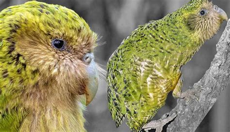 kakapo bird endangered   complete guide  kakapo