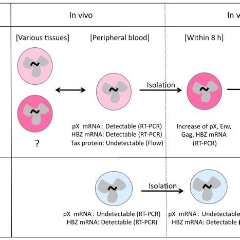 Different Status Of Htlv Expression In Infected Cells In Vivo And In