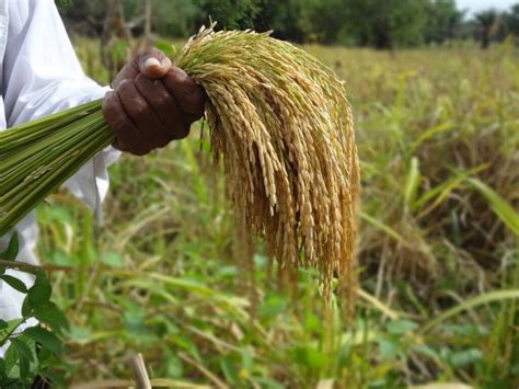 Aumenta 2 Siembra De Arroz De Secano En Nicaragua