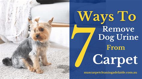 How to Remove Dog Urine Stain From Carpet | Micks Carpet Cleaning Tips