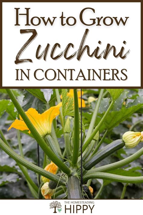 How To Plant Grow And Harvest Zucchini In Containers