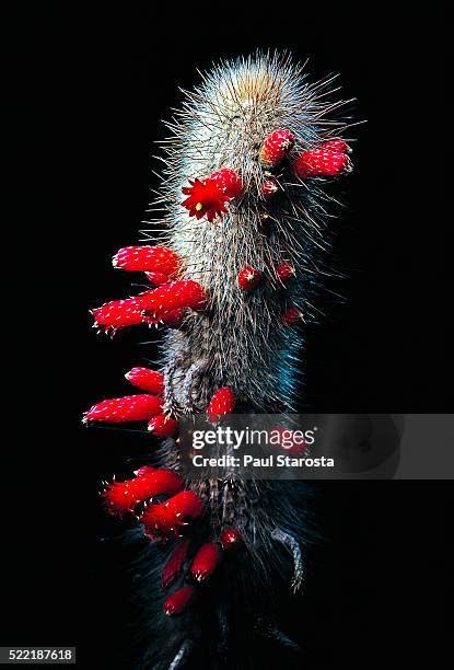 Cleistocactus Photos And Premium High Res Pictures Getty Images