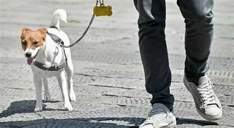 Si Sente Male E Muore Mentre Porta A Spasso Il Cane