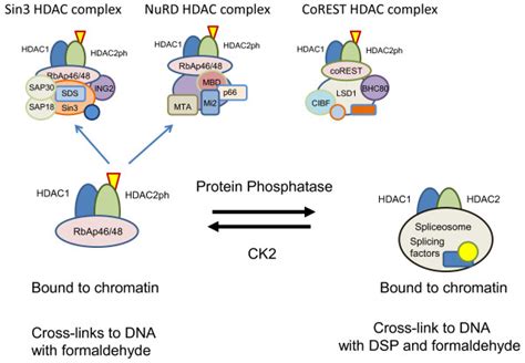 Model For The Regulation Of Hdac1 Hdac2 Complex Formation By